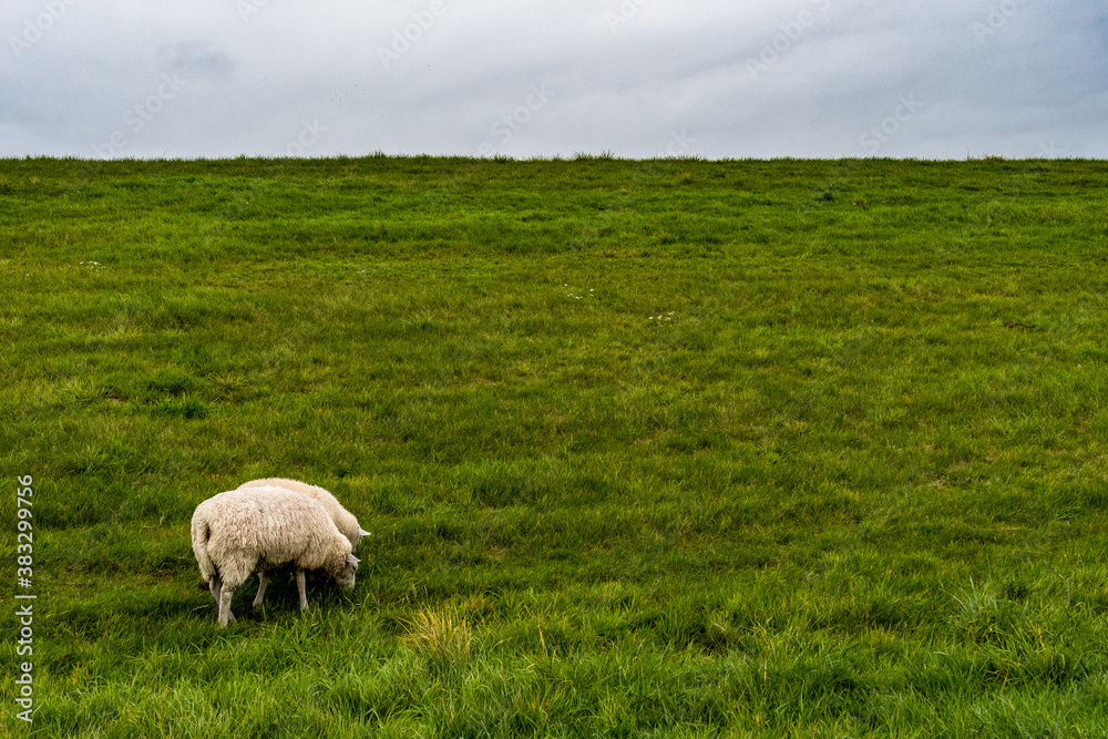 Fototapeta premium Rasenmäher