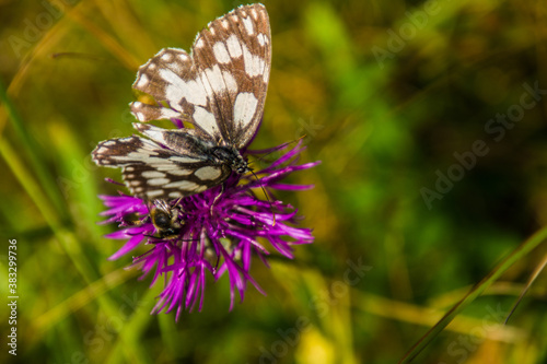 cevennes national park photo