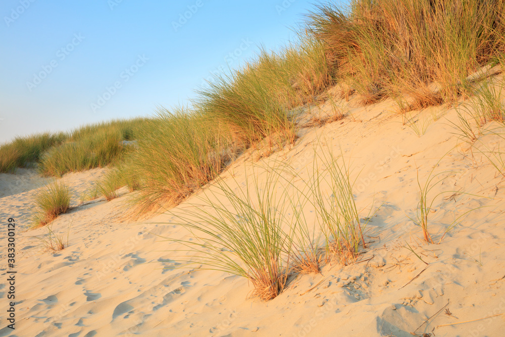 Dünenlandschaft im Nationalpark, UNESCO-Weltnaturerbe Wattenmeer, Borkum, Ostfriesische Insel, Niedersachsen, Deutschland, Europa Dünenlandschaft im Nationalpark, UNESCO-Weltnaturerbe Wattenmeer, Borkum, Ostfriesische Insel, Niedersachsen, Deutschland, Europa