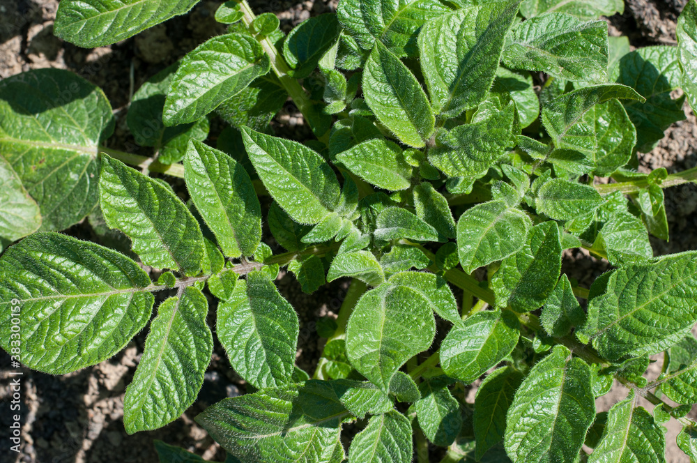 The leaves of young potato. Potato field. The leaves of young potato. Potato field.