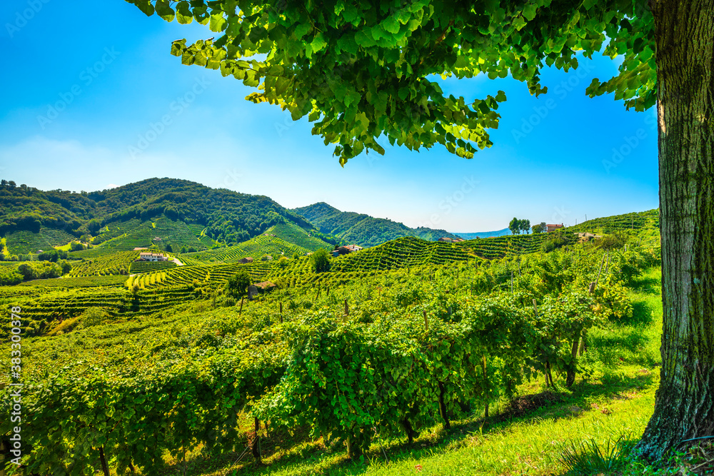 Prosecco Hills vineyards. Unesco Site. Guia, Valdobbiadene, Veneto, Italy