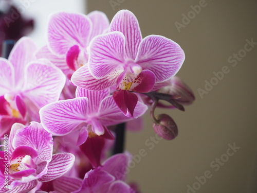 Beautiful purple Phalaenopsis orchid blossom  flower closeup. Potted plants at home.
