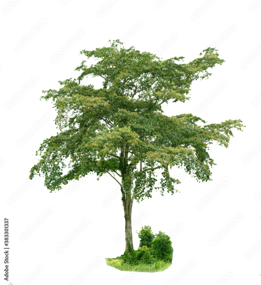 Fototapeta premium Isolated tree on white background