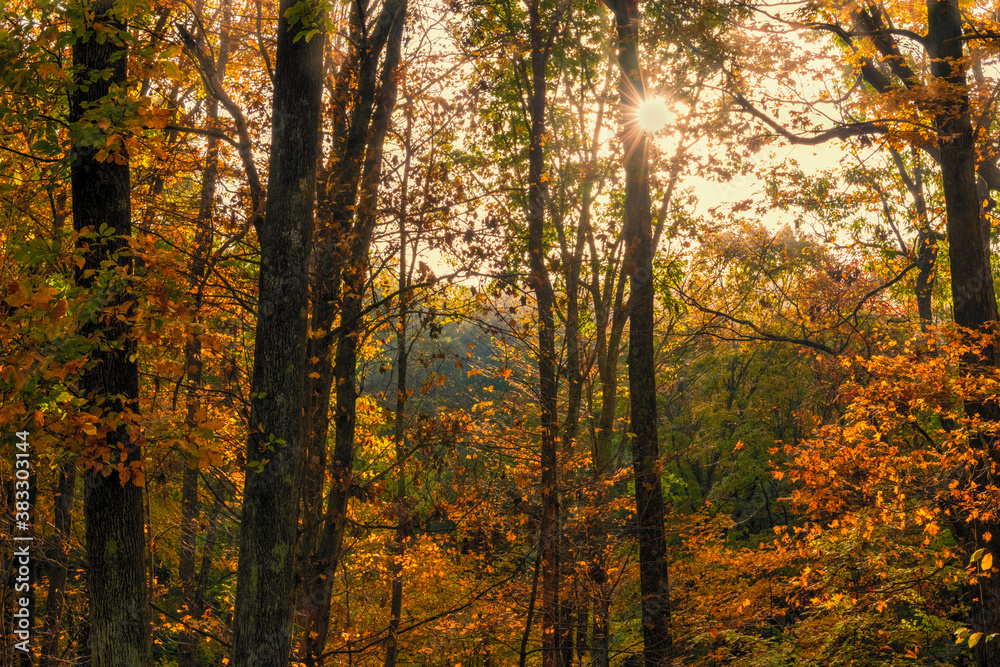 Autumn in the forest with a sunburst