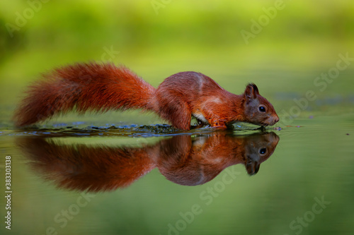 Eurasian red squirrel (Sciurus vulgaris)  searching for food in the forest of Noord Brabant in the Netherlands. © henk bogaard