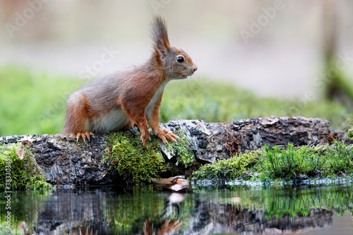 Eurasian red squirrel (Sciurus vulgaris) searching for food in the forest of Noord Brabant in the Netherlands.
