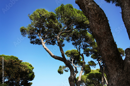 Chiome di pini marittimi in un parco si stagliano sull’azzurro intenso del cielo in una giornata d’estate photo