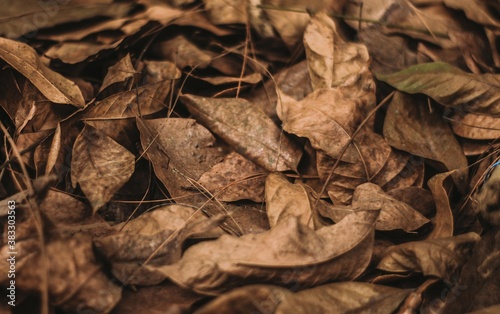 close up of dried leaves