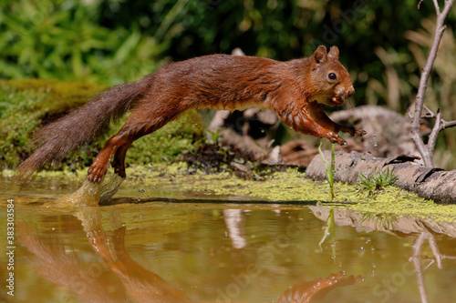 Eurasian red squirrel (Sciurus vulgaris) searching for food in the forest of Noord Brabant in the Netherlands.