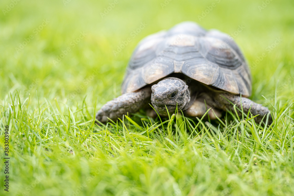 Turtle Testudo Marginata european landturtle walking on green grass closeup wildlife Turtle Testudo Marginata european landturtle walking on green grass closeup wildlife