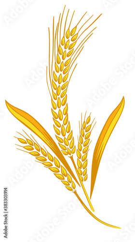 Vector wheat ears spikelets with grains. Realistic oat bunch, yellow sereals for backery, flour production design. Whole stalks, organic vegetarian food packaging element. Isolated illustration
