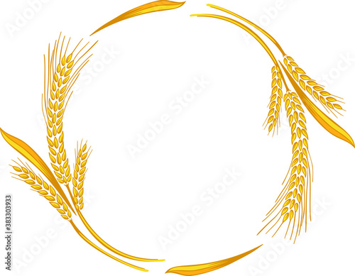 Vector wheat ears spikelets with grains. Realistic oat bunch, yellow sereals for backery, flour production design. Whole stalks, organic vegetarian food packaging element. Isolated illustration