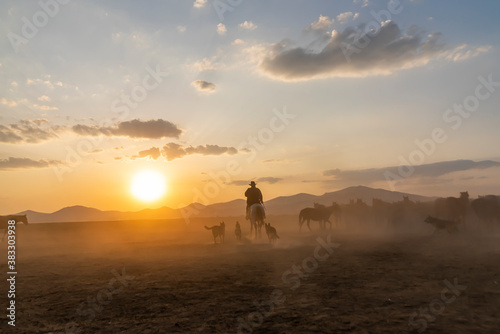 Wild horses run in foggy at sunset. Between Cappadocia and Kayseri  Turkey