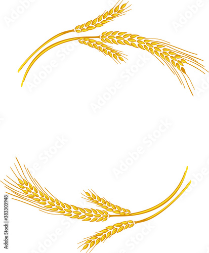 Vector wheat ears spikelets with grains. Realistic oat bunch, yellow sereals for backery, flour production design. Whole stalks, organic vegetarian food packaging element. Isolated illustration
