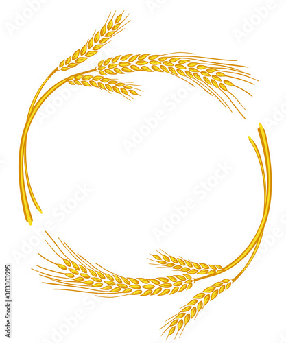 Vector wheat ears spikelets with grains. Realistic oat bunch, yellow sereals for backery, flour production design. Whole stalks, organic vegetarian food packaging element. Isolated illustration