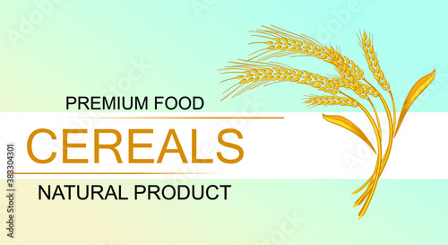 Vector wheat ears spikelets with grains. Realistic oat bunch, yellow sereals for backery, flour production design. Whole stalks, organic vegetarian food packaging element. Isolated illustration