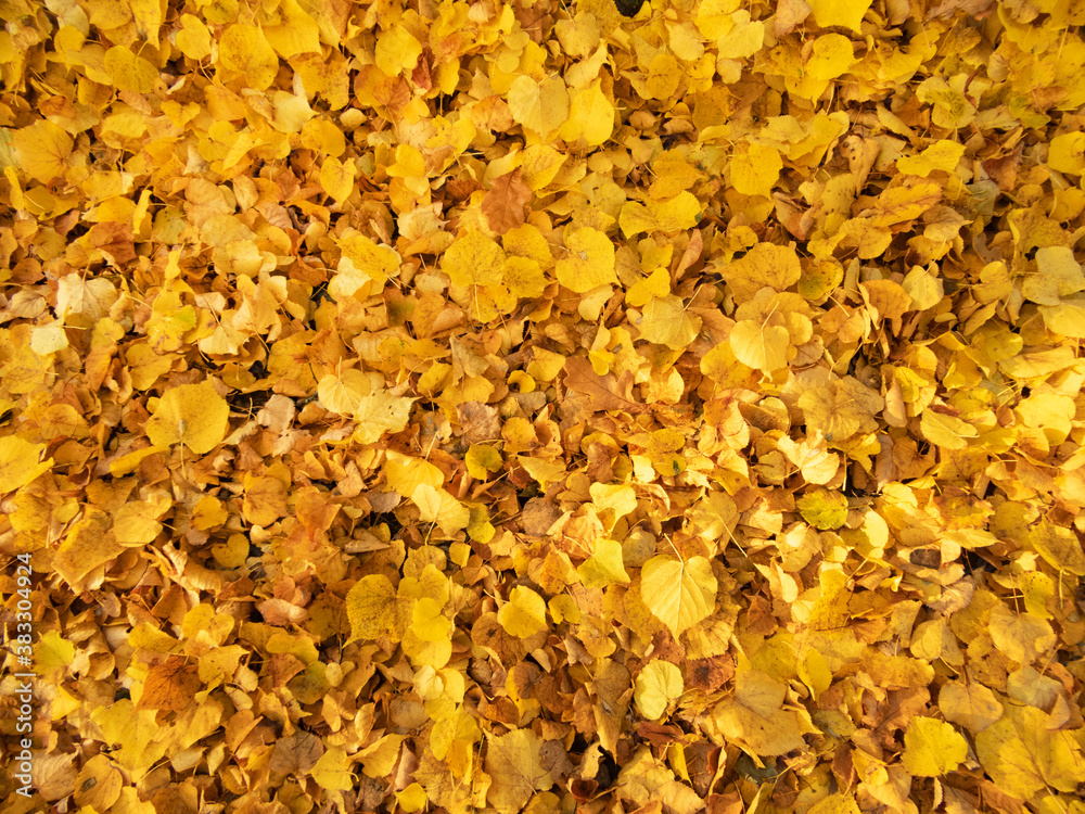 Texture of yellow fallen autumn leaves on the lawn Texture of yellow fallen autumn leaves on the lawn