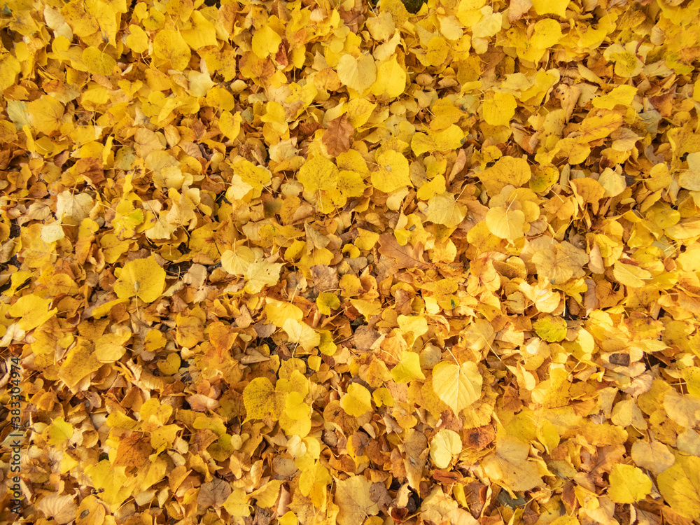 Texture of yellow fallen autumn leaves on the lawn Texture of yellow fallen autumn leaves on the lawn