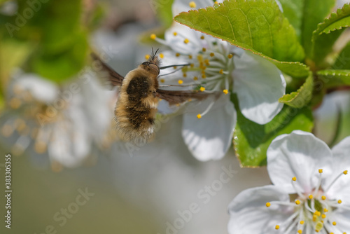 Wollschweber bestaeubt einen Obstbaum photo