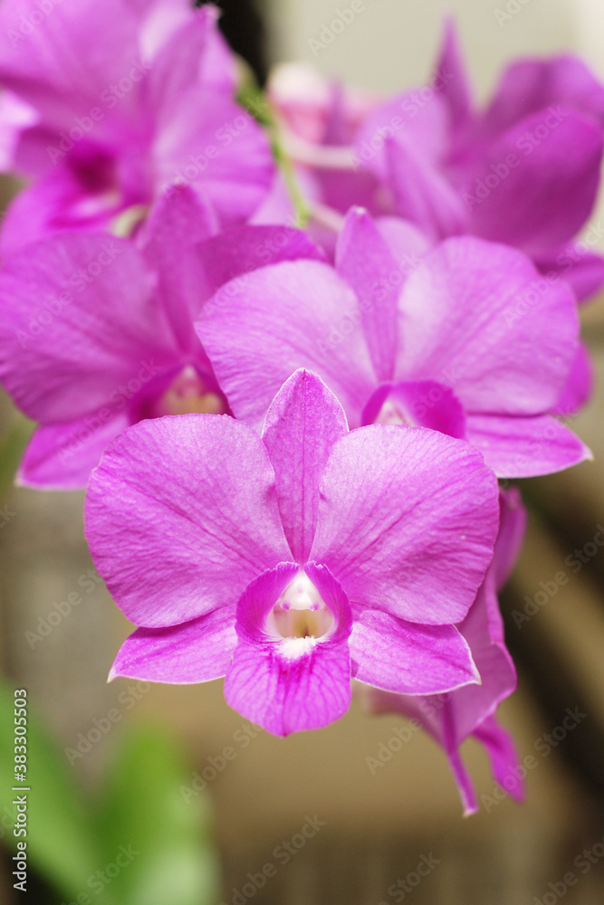 Panicle of Orchids Panicle of Orchids