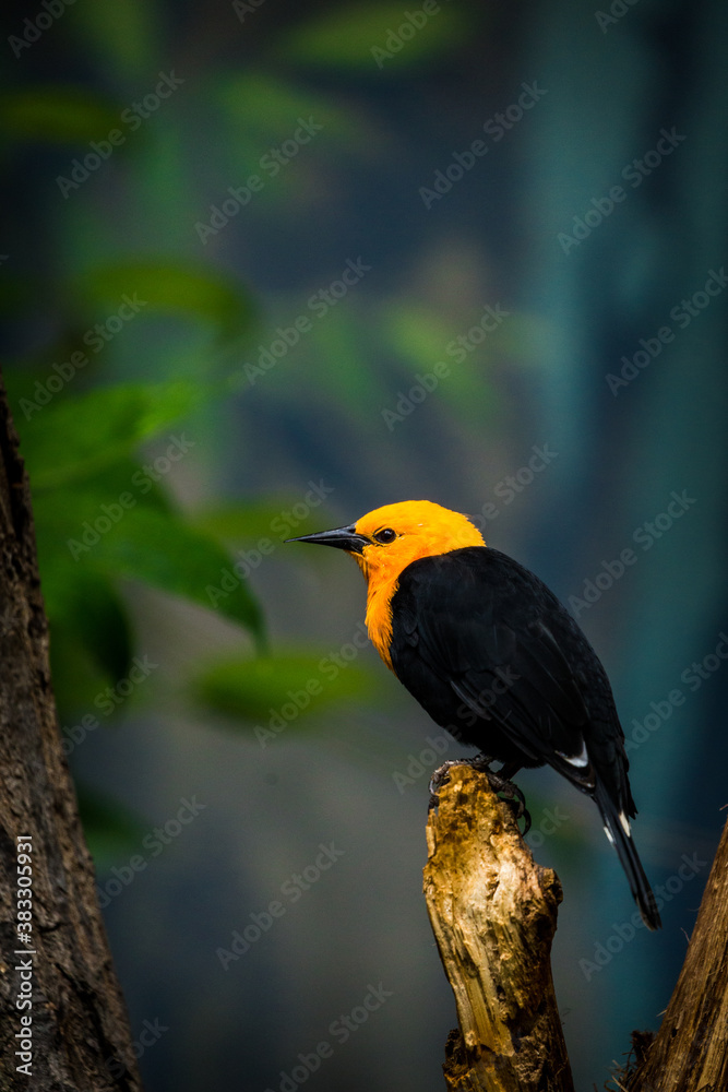 Naklejka premium scarlet-headed blackbird portrait in nature