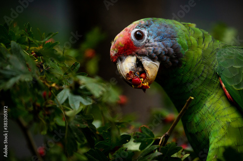 red-tailed amazon portrait in nature photo