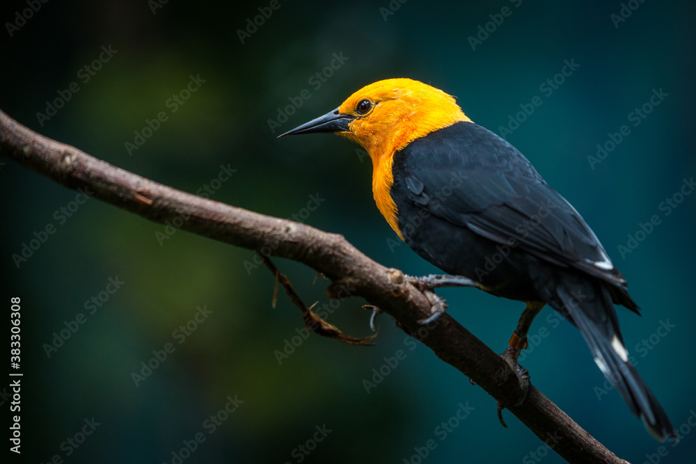 Fototapeta premium scarlet-headed blackbird portrait in nature