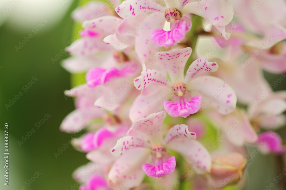 蘭(Rhynchostylis gigantea) 蘭(Rhynchostylis gigantea)