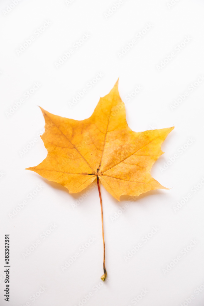 Autumn background made of dry leaves. Flat lay, top view. Copy space for text. A single maple leaf on a white table