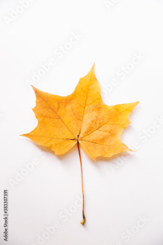 Autumn background made of dry leaves. Flat lay, top view. Copy space for text. A single maple leaf on a white table