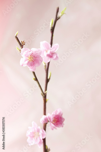 Fototapeta Naklejka Na Ścianę i Meble -  桃の花