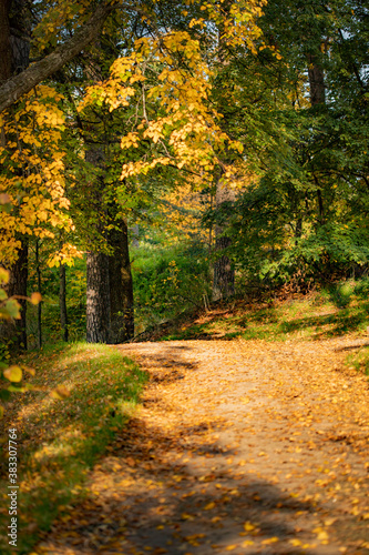 Autumn alley in the park covered with yellow leaves © Yuliya