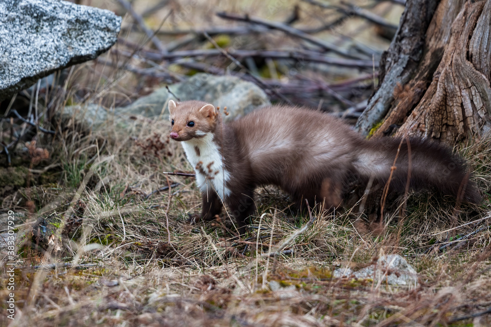 Stone marten, Martes foina, with clear green background. Beech marten, detail portrait of forest animal. Small predator sitting on the beautiful green moss stone in the forest. Wildlife scene, France Stone marten, Martes foina, with clear green background. Beech marten, detail portrait of forest animal. Small predator sitting on the beautiful green moss stone in the forest. Wildlife scene, France