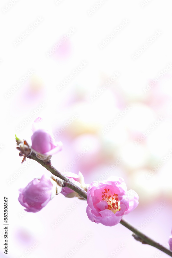 Fototapeta premium 桃の花