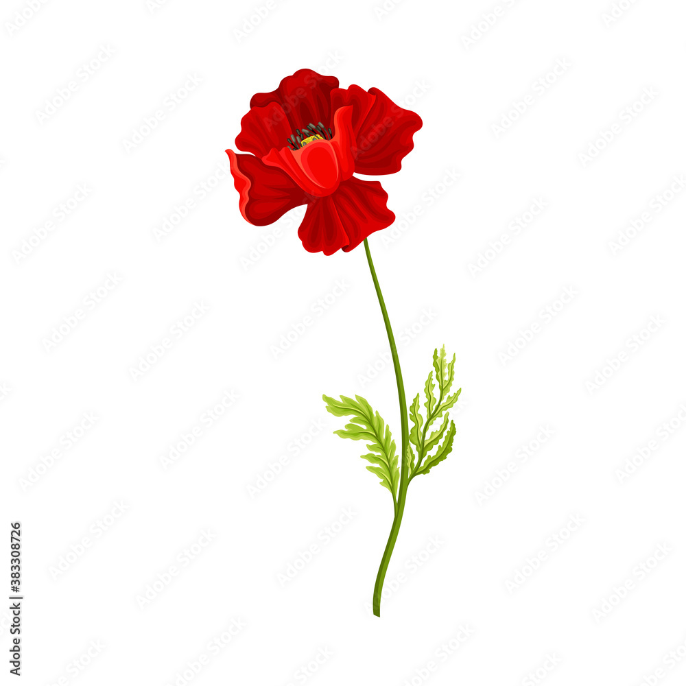 Red Poppy Flower with Showy Petals Isolated on White Background Vector Illustration Red Poppy Flower with Showy Petals Isolated on White Background Vector Illustration