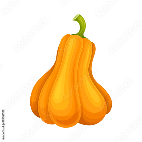 Ripe Orange Pumpkin with Smooth Skin Isolated on White Background Vector Illustration