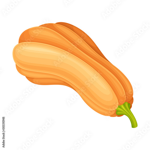 Ripe Orange Pumpkin with Smooth Skin Isolated on White Background Vector Illustration