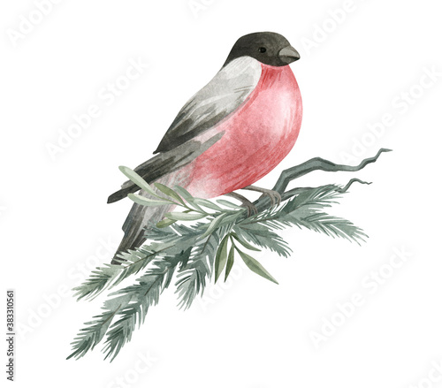 Fényképezés Watercolor illustration with a bullfinch and a bouquet of leaves