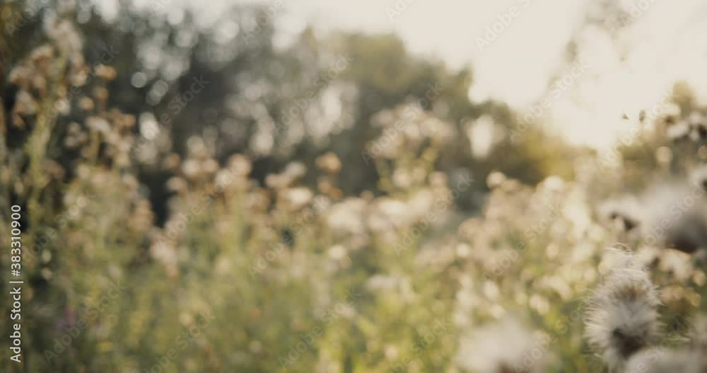 Uncultivated field of yellow dried plants at the beginning of autumn. Sunny afternoon in the countryside, rural landscape background Uncultivated field of yellow dried plants at the beginning of autumn. Sunny afternoon in the countryside, rural landscape background
