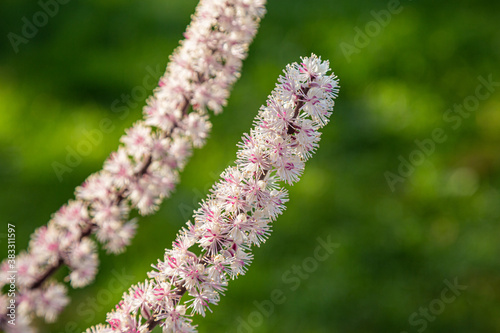Flowers of Black cohosh (Cimicifuga racemosa) photo