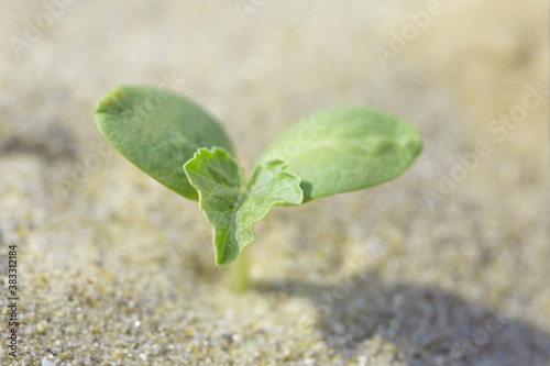 Single small plant grows on the beach on sand. Erosion concept. Environment.