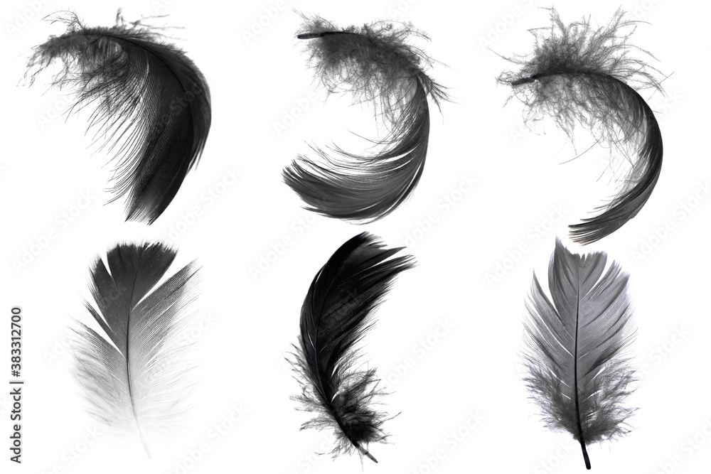 Fototapeta premium Beautiful collection black feather isolated on white background