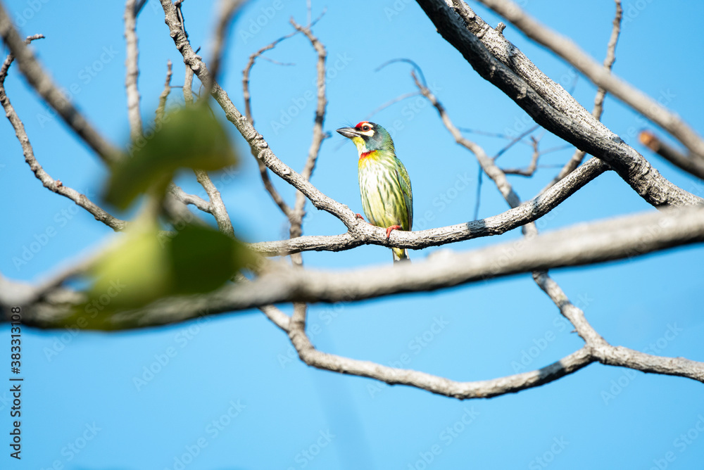Fototapeta premium Coppersmith barbet