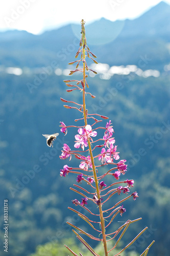 Abeja y flor