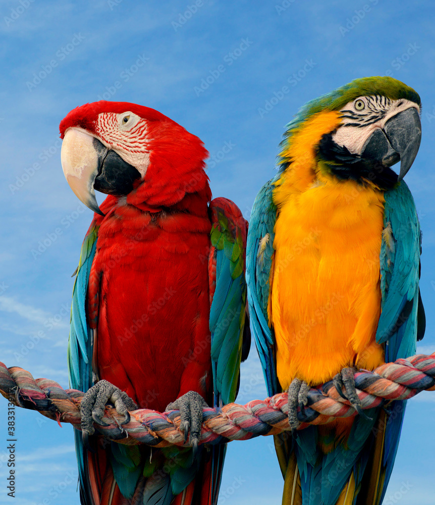 Naklejka premium Gold and Blue macaw with a Scarlet macaw