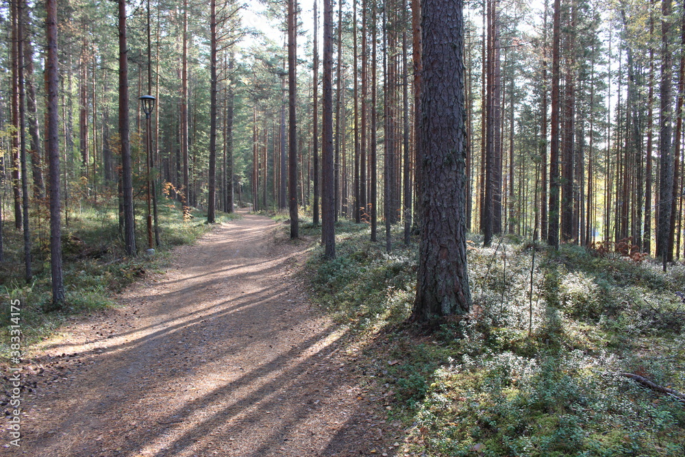 Obraz premium Topeliuksenpolku, Punkaharju, Finland