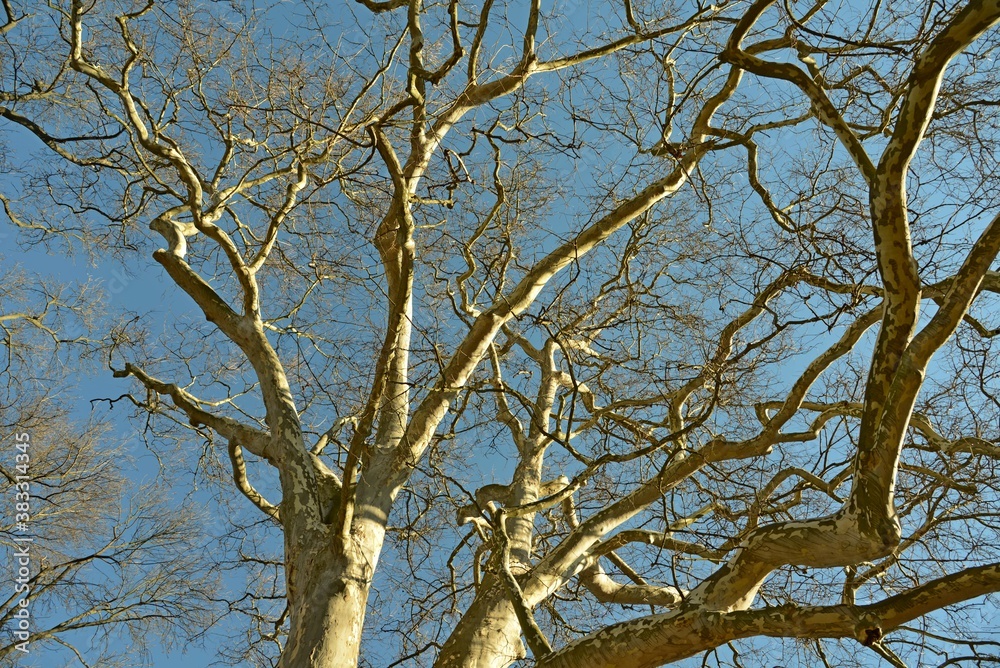 Obraz premium Leafless tree photograph from down with blue sky