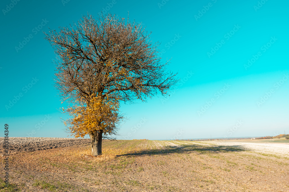 Autumn tree with fallen leaves in the field