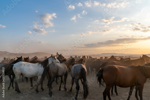 Wild horses run in foggy at sunset. Between Cappadocia and Kayseri  Turkey