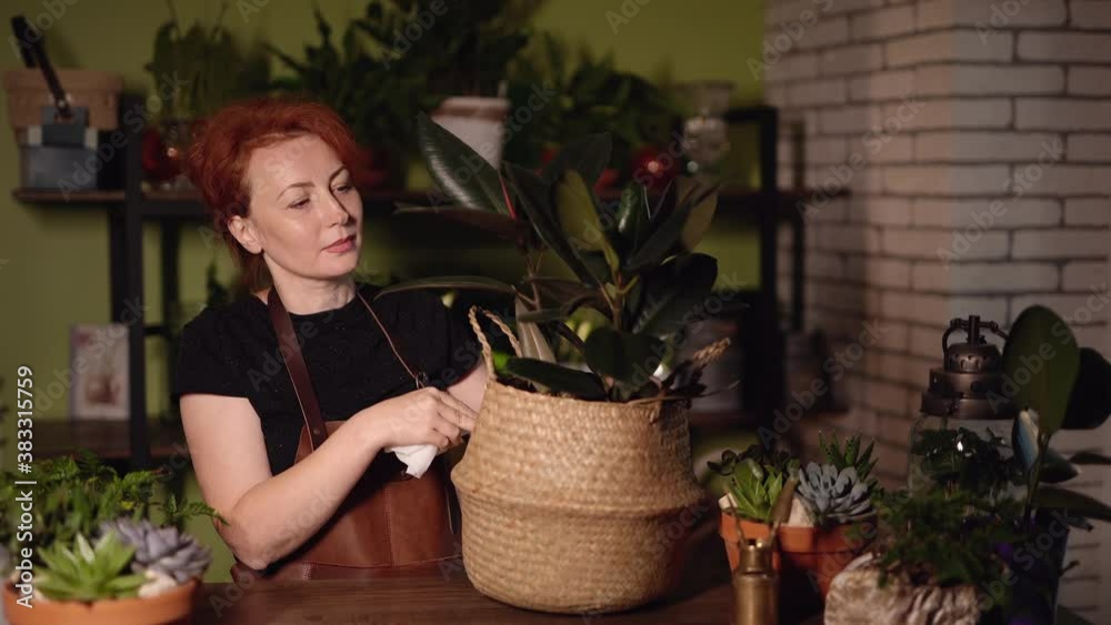 Cheerful woman taking care of the ficus flower at flower shop. Female in apron taking care of plants, cleaning plant with wet napkin. Florist and gardening concept. 4K footage. Cheerful woman taking care of the ficus flower at flower shop. Female in apron taking care of plants, cleaning plant with wet napkin. Florist and gardening concept. 4K footage.